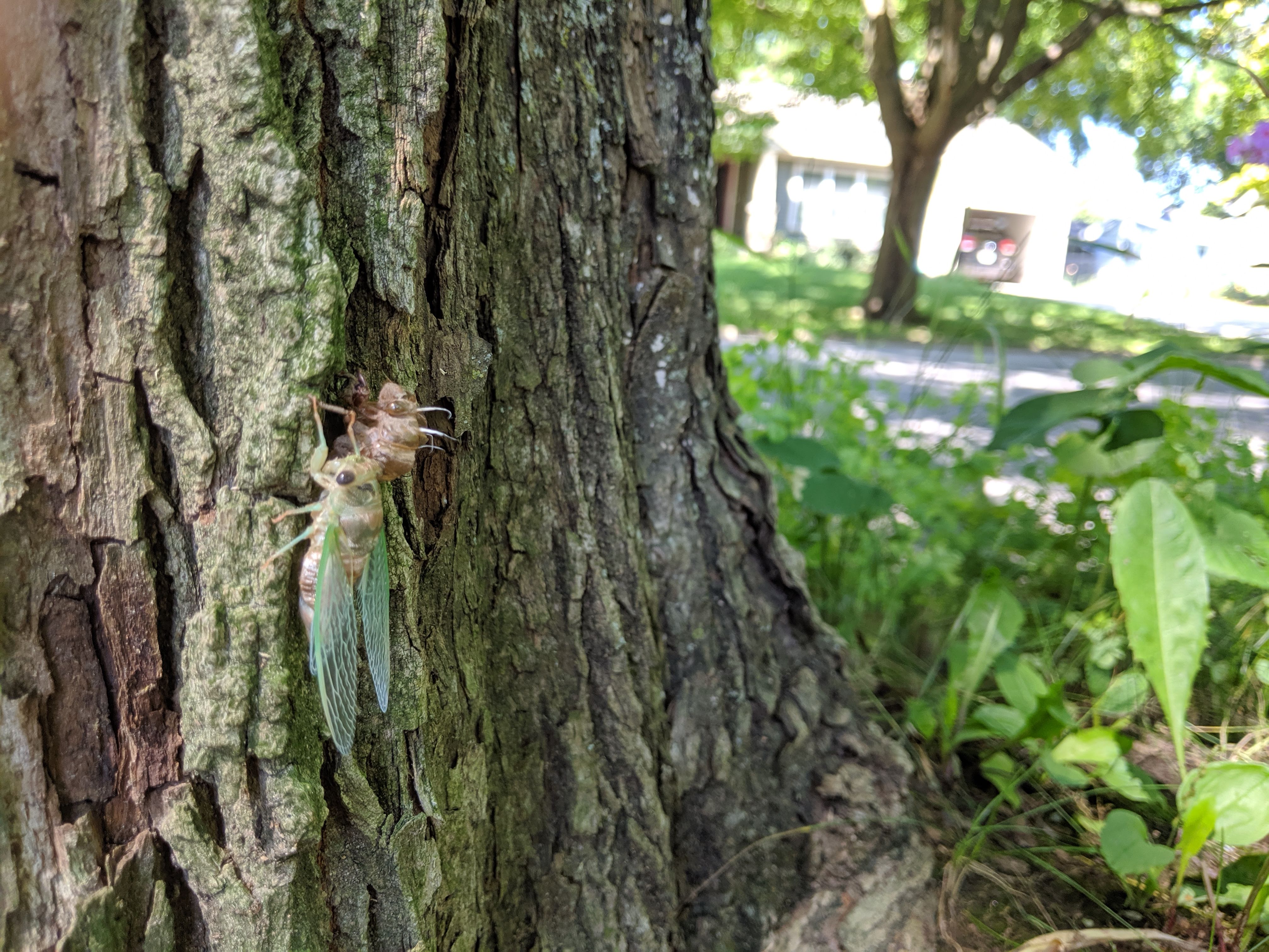 a freshly-molted cicada in my front yard